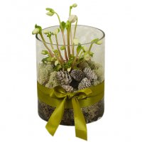 Helleborus nature - Julblommor - Skicka Julblommor med blombud %city%