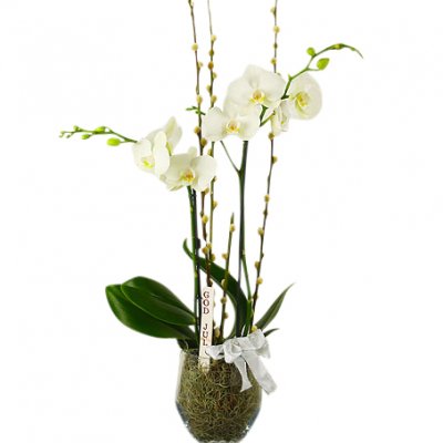 Stilig julorkide - Julblommor - Skicka Julblommor med blombud %city%