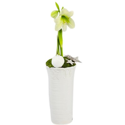 Snövit - Jul blommor - Skicka blommor och presenter i %city%